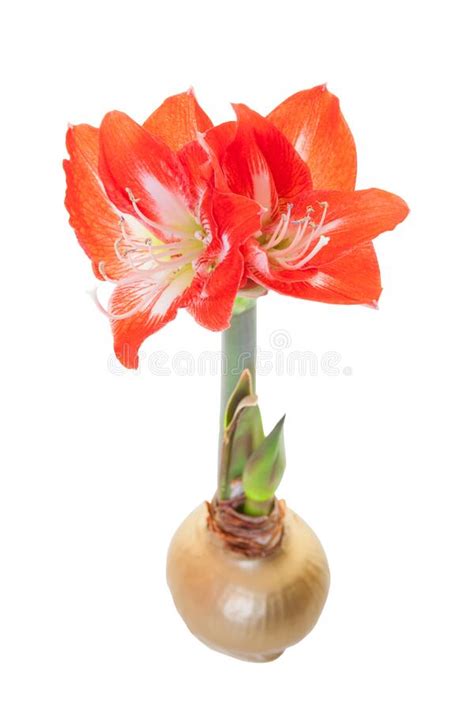 Waxed Amaryllis Stock Photos - Free & Royalty-Free Stock Photos from ...