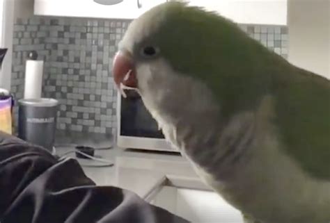 Parrot Sings Adventure Time Song 'Bacon Pancakes'