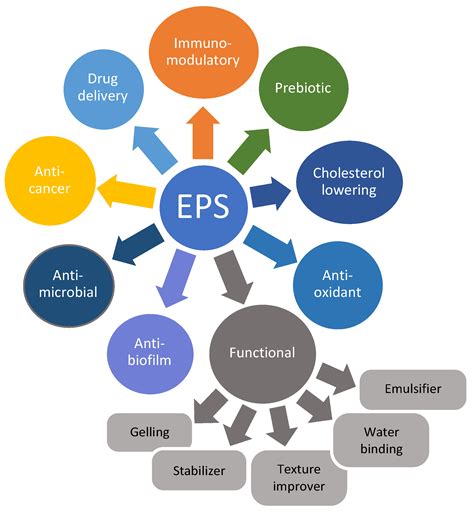 Foods | Free Full-Text | Exopolysaccharides Produced by Lactic Acid Bacteria: From Biosynthesis ...