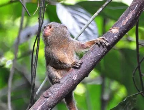 20 Finger Monkey Facts - All About The Pygmy Marmoset