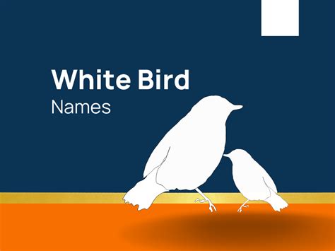 Names Of White Birds