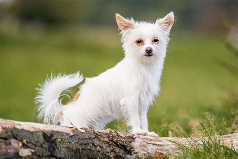 Chorkie Dog Breed Information and Characteristics | Daily Paws