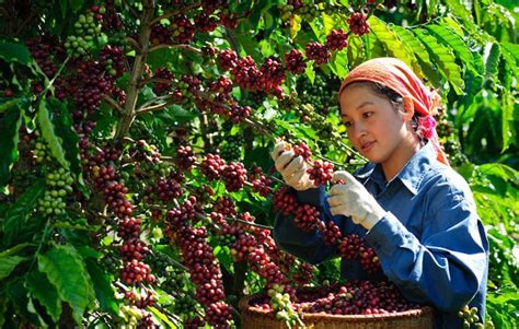 Cafe Tây Nguyên - Top 5 nhà sản xuất Cafe chất lượng - Hao Coffee