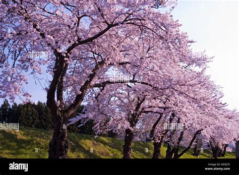 Cherry blossoms in spring in Ichinoseki Iwate Japan Stock Photo - Alamy