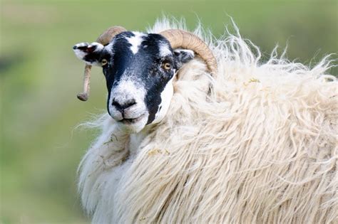 Scottish Blackface Sheep Breed Information, History & Facts