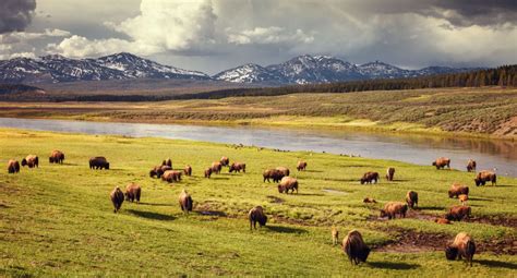 Why Hayden Valley Is The First Place To See Wildlife In Yellowstone