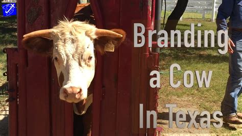 Humane Cow Branding at LBJ Ranch | Travel Vlog - YouTube