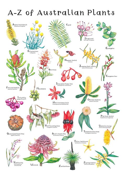 A-Z of Australian Native Plants, Botanical Print, Hand Drawn Illustrations Making an Alphabet of ...