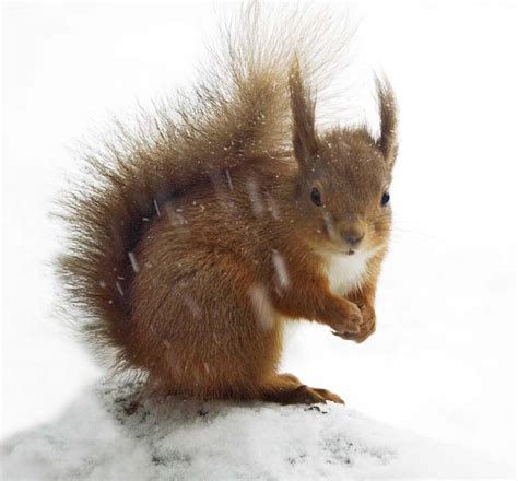 Red squirrel in winter - Simon Fraser Photo