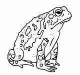 Frog And Toad Coloring Page Free Printable PDF sketch template