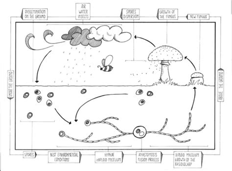 What is Mycelium? – Microscope Clarity