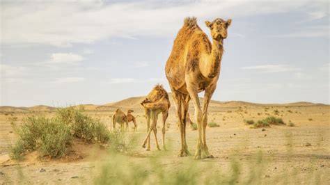 Wild Saudi Arabia - EXO Travel Blog