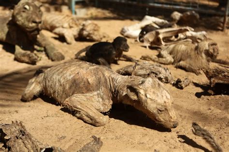 Mummified animals Khan Younis zoo, Gaza - Mirror Online