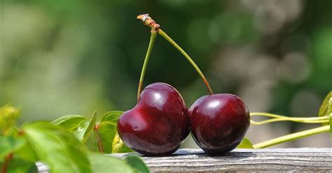 Frische Kirschen online bestellen - bei Farmy.ch