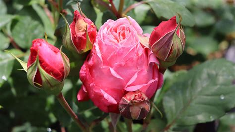 How To Prune Roses: Easy 5-Step Guide