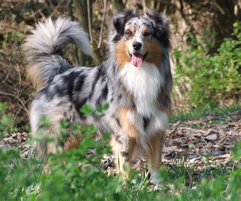 Australian Shepherd - Dogs Wallpaper (2562x2138) (49988)