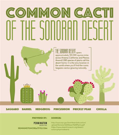 Common Cacti Of The Sonoran Desert | Pennington Creative