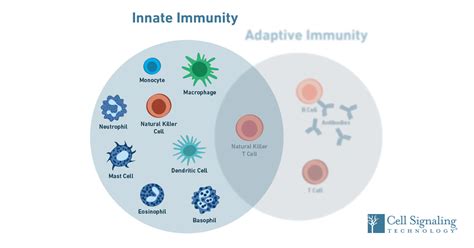 Immunology: How Does the Innate Immune System Work?