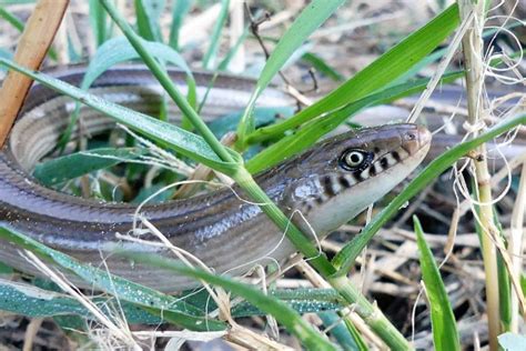 ANGUIDAE | Pybio Paraguay Biodiversidad