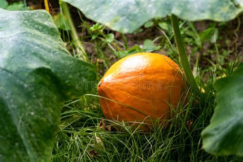 Unripe Halloween Carving Pumpkin in a Muddy Field at Halloween Stock Image - Image of colours ...