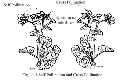 Differences between self-pollination and cross-pollination - Overall Science