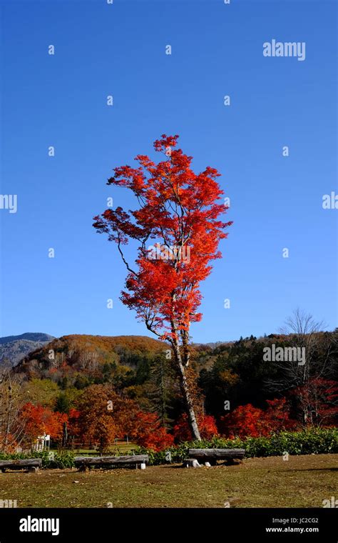 Japanese Fall Foliage Stock Photo - Alamy