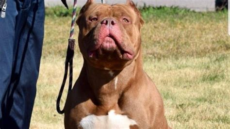 Why American Bully XL dogs have exploded in popularity in the UK