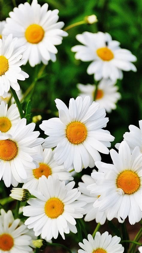 Daisy Phone Wallpapers - Top Free Daisy Phone Backgrounds - WallpaperAccess