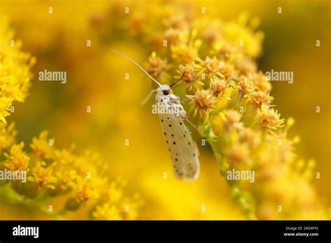 white ermine moth Stock Photo - Alamy