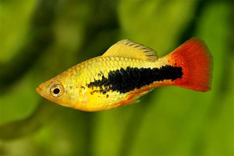 10 Popular Types of Pet Fish - Native Breed.org