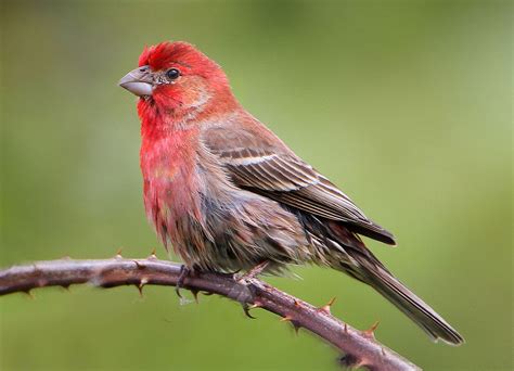 The Handsome House Finch – Pica hudsonia