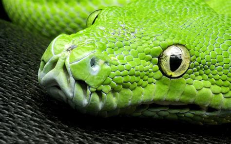 HD wallpaper: Green snake, eyes, scales, head close-up | Wallpaper Flare