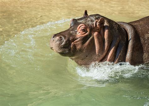 a hippopotamus is swimming in the water