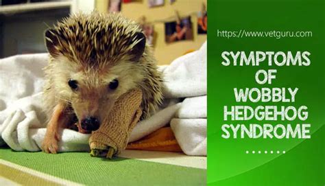 Symptoms of Wobbly Hedgehog Syndrome and 7 Ways to Prevent it