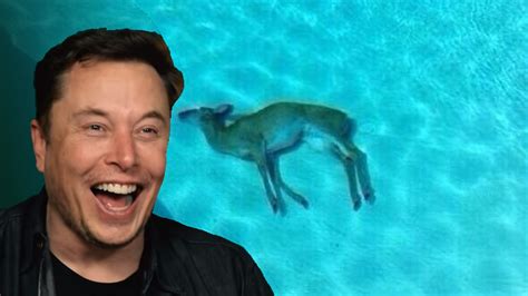 Elon Musk Laughing at Dead Deer | Know Your Meme