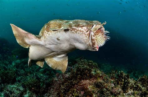 The Best Shark Dive in the World!: Wobbegong and Spiny Puffer!