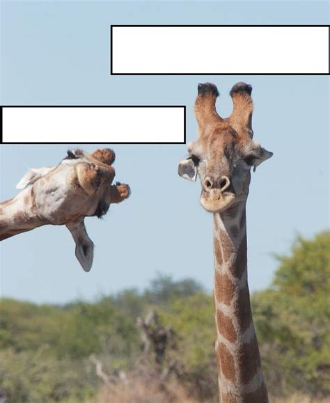 Silly Giraffe Blank Template - Imgflip