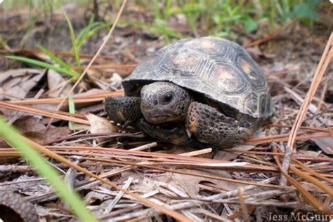 Education & Outreach - Gopher Tortoise Council