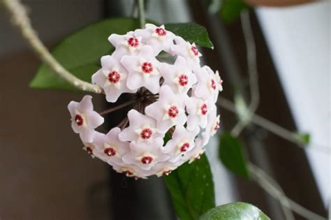 Wax Plant - Hoya Carnosa Pictures, Indoor Care Tips