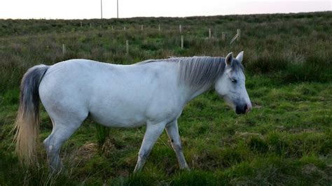 Connemara pony , Ireland Connemara Pony, Ireland, Irish, Soul, Horses, Heart, Animals, Beautiful ...