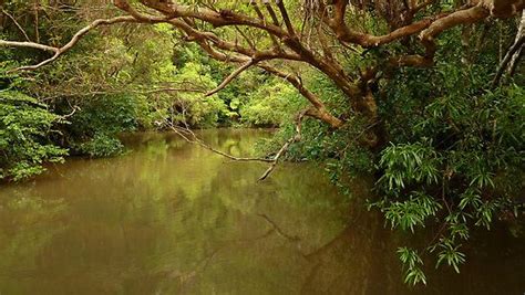 Berowra Creek, Hornsby, NSW, Australia | Australia, Ross campbell, Creek