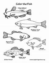 Fish Freshwater Coloring Page sketch template