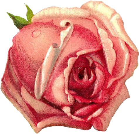 Download Vintage Pink Rose Drawing | Wallpapers.com