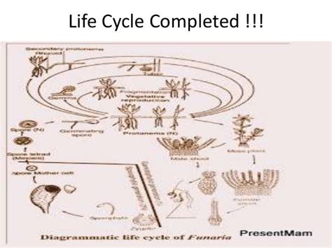 Funaria Life Cycle