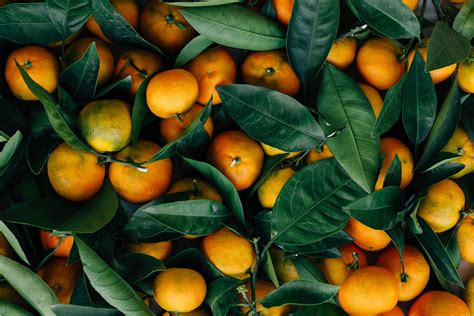 1680x1050 resolution | brunch of oranges, Mandarins, Fruits, Citrus HD wallpaper | Wallpaper Flare