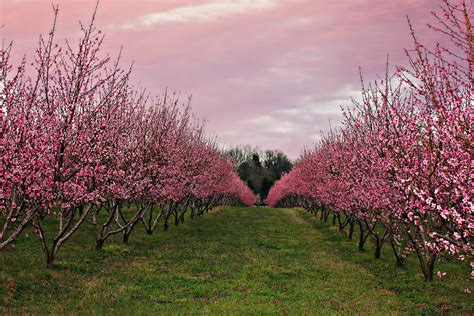 Starbucks & the Peach Orchard in South Carolina – Simply Taralynn