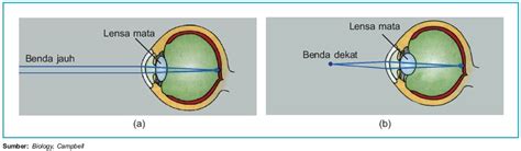 Kemampuan Lensa Mata Untuk Mencembung Dan Memipih Disebut - Terkait Mata