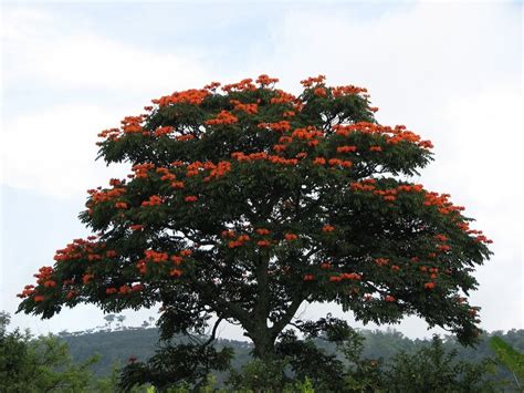 African tulip tree ~ what a wonderful life...