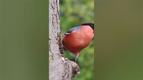 Bullfinch Sound, Bullfinch Song, Eurasian Bullfinch Chirp, Bird Sound, Bird Song, Bird Call ...