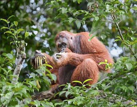 Restoring the orang utan to the wild | The Star